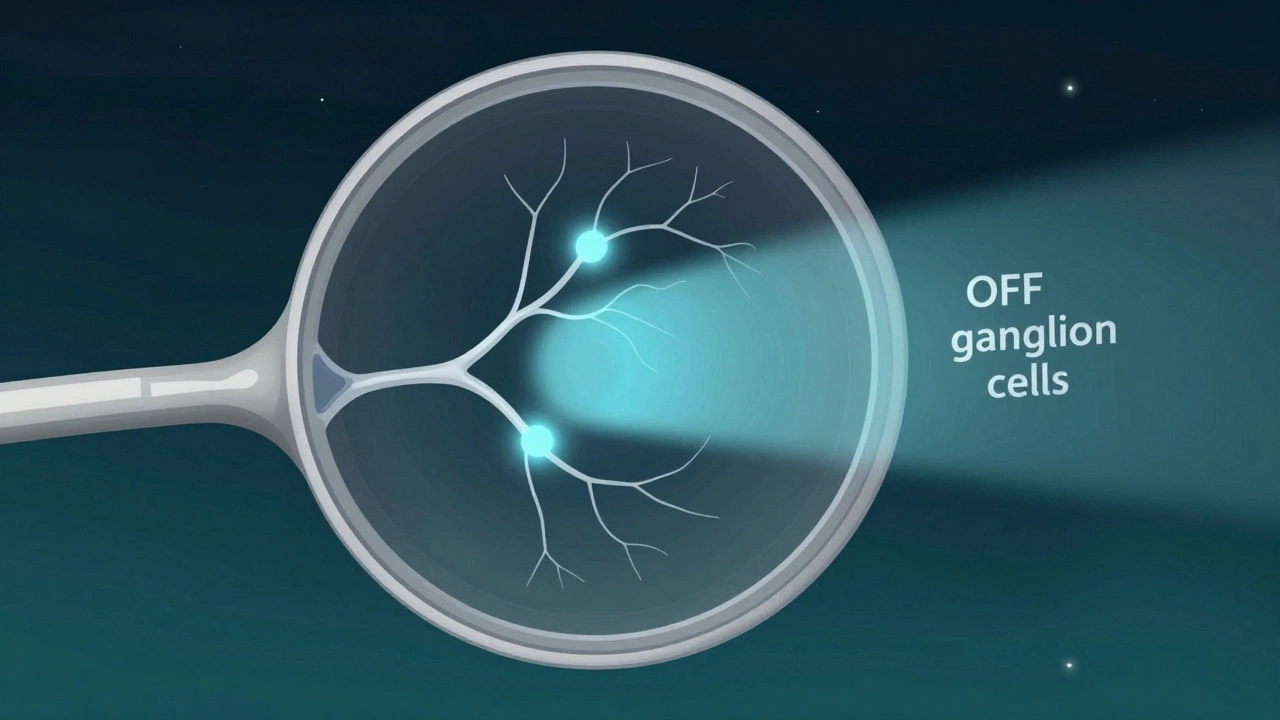 Scientific illustration of retina cells detecting shadows in low light